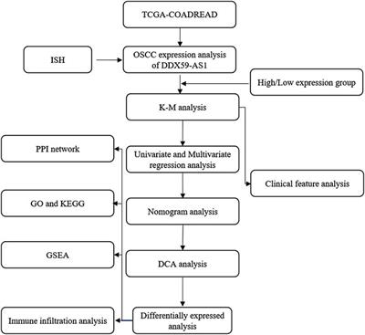 DDX59-AS1 is a prognostic biomarker and correlated with immune infiltrates in OSCC